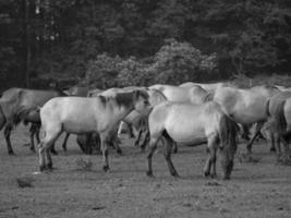 wild horses on a meadow photo