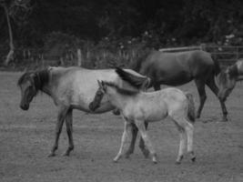 horses on a german meadow photo