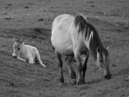 wild horses on a field photo