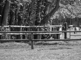 horses on a german meadow photo