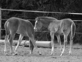 horses and foals in germany photo