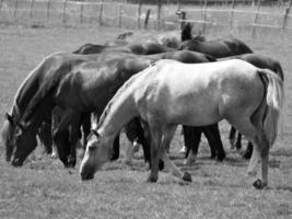 Horses on meadow in germany photo