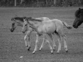 caballos en un prado alemán foto