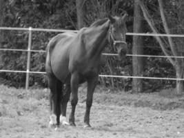 caballos y potros en alemania foto