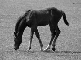 Horses in germany photo