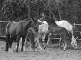 horses and foals in germany photo