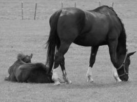 caballos y potros en alemania foto