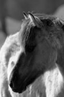 wild horses on a german field photo