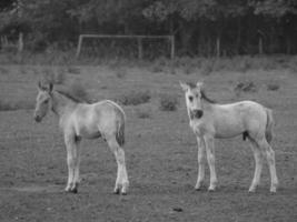 caballos en un prado alemán foto