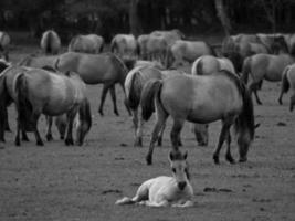 wild horses on a field photo