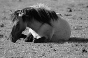 horses and foals in germany photo