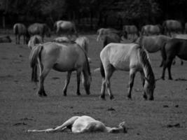 wild horses on a field photo