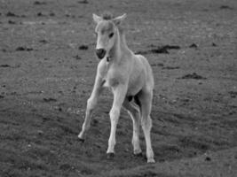 wild horses on a field photo