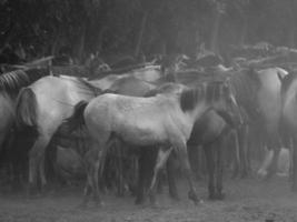 horses on a german meadow photo