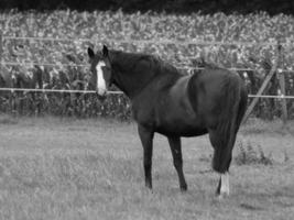 caballos en un prado alemán foto