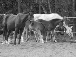 horses on a german meadow photo