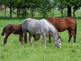 caballos a primavera hora en Alemania foto