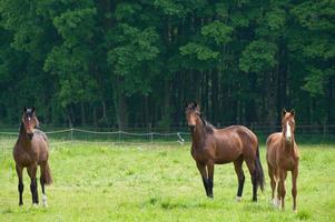 caballos con potros foto