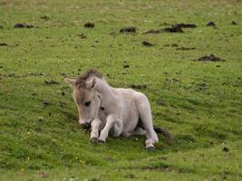 horses in the german westphalia photo