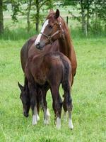 caballos en un campo en Alemania foto