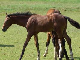 caballos en un prado alemán foto