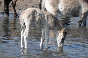 horses with foals photo