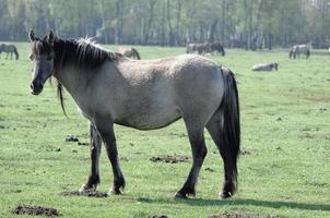 horses on a german meadow photo