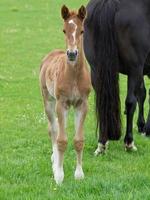 caballos en un prado en alemania foto