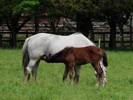 horses  at spring time in germany photo