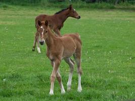 horses on a meadow in germany photo