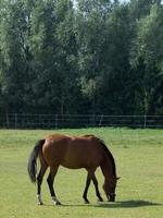 horses on a german meadow photo
