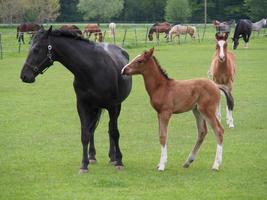 wild german horses photo