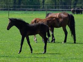 horses in germany photo