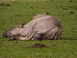 wild horses in westphalia photo