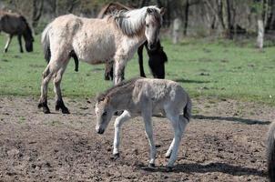 caballos salvajes en westfalia foto