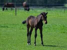 horses in germany photo