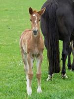 horses on a meadow in germany photo