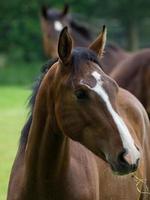 caballos en un prado en alemania foto