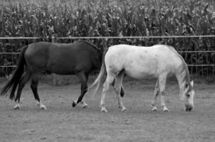 caballos en prado en Alemania foto