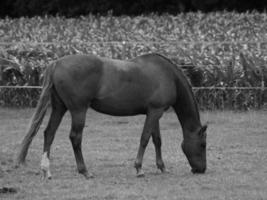 horses and foals in germany photo