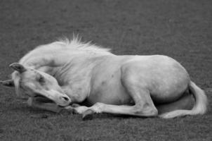 Horses on meadow in germany photo