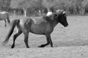 caballos en Alemania foto