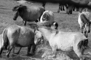 Horses on meadow in germany photo