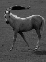 caballos en Alemania foto