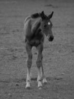 horses and foals in germany photo