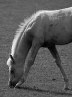 caballos en Alemania foto