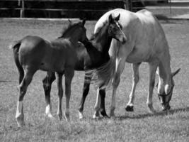 Horses on meadow in germany photo