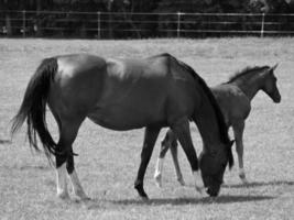 Horses on meadow in germany photo