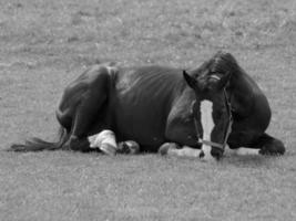 caballos en un prado alemán foto