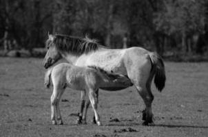 Horses in germany photo